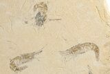 Six Cretaceous Fossil Shrimp - Hjoula, Lebanon #200697-2